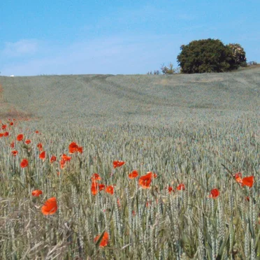 Wozu es gut ist.....