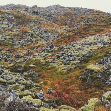 The Hills of Acid
