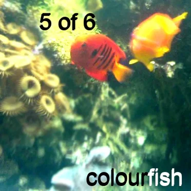 Colourfish by 5 of 6 - album cover