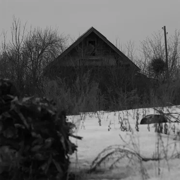 Storm warning / Morning in forest after snowfall