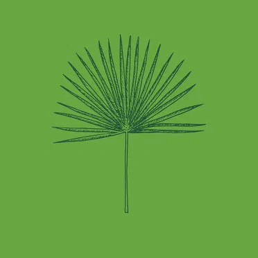 Wind Blown (The Sabal’s Last Word)