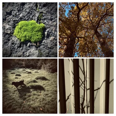 Ghost Wood