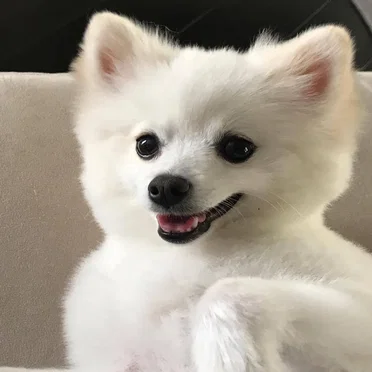 More Cheese Please by Lil Hank - album cover