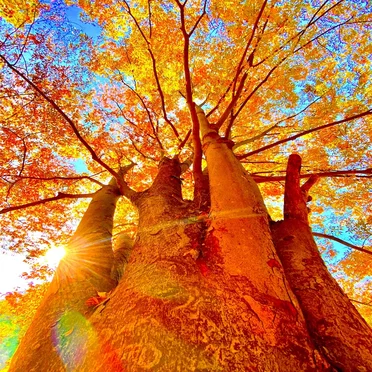 Anima-Plasma_Respirer la Lumière