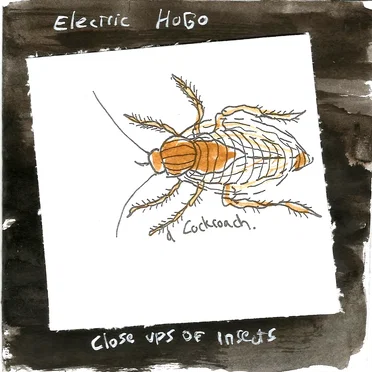 Close Ups of Insects
