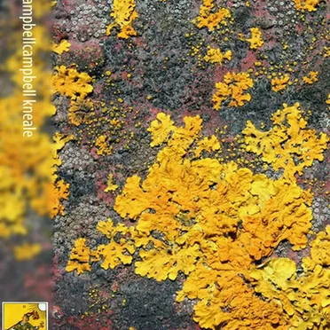 Neil CampbellCampbell Kneale