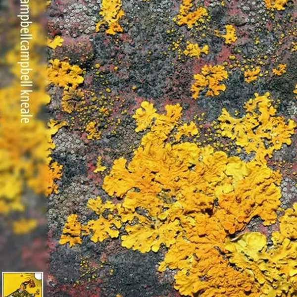 Neil CampbellCampbell Kneale