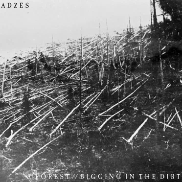 A Forest // Digging in the Dirt
