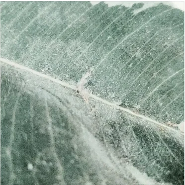 Calefaction by Nicola Van Lamoen - album cover