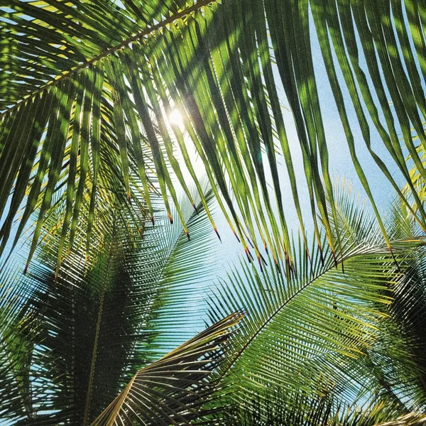 Summer Breeze