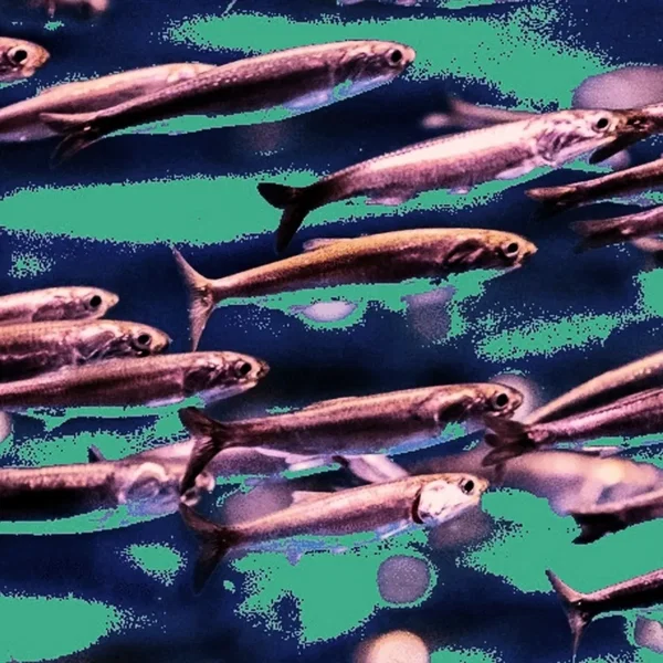 Oceanic