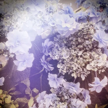 Clear Tears by House of Tapes - album cover