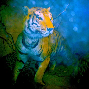 Low Clarinet Symposium (August 2008)