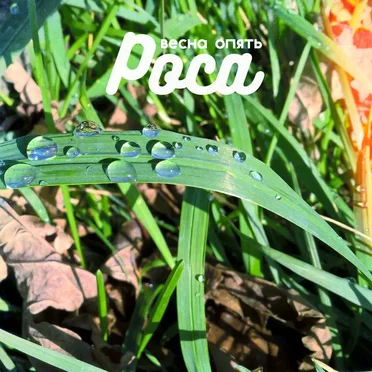 Роса