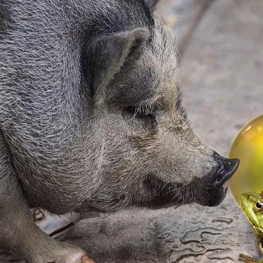 The Isolation Concerts, Volume 25