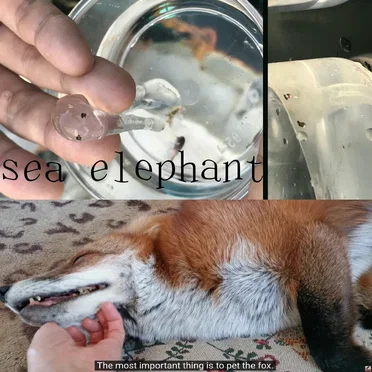 Sea Elephant & The MOST important thing is to pet the fox.