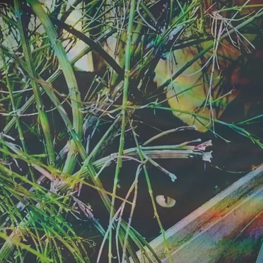 you were not supposed to hear this