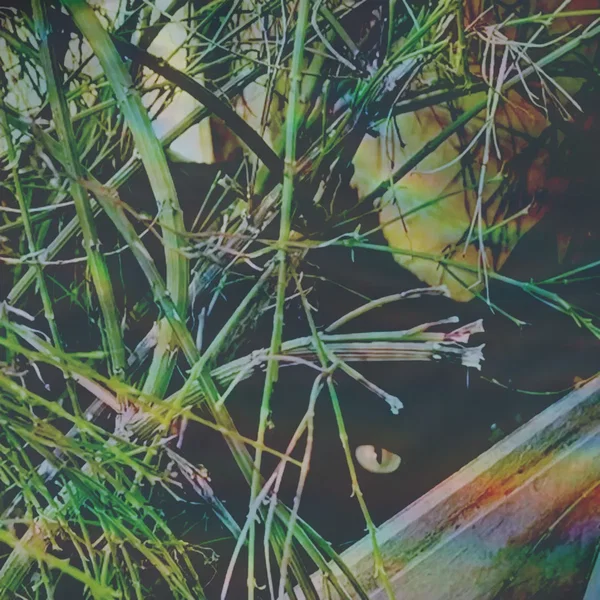 you were not supposed to hear this