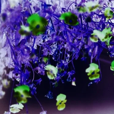 The Droplets