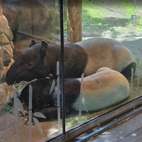 Point Defiance Zoo & Aquarium (Camera and Cellphone Recordings)