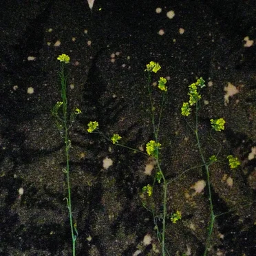 Pollen