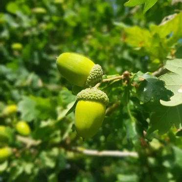 Little Seed Big Tree