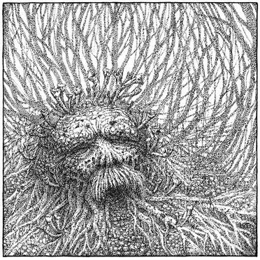 Nemorous