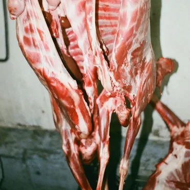 Creature of Habit (Havin’)