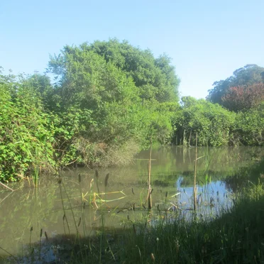 Small Pond at Pinole Shores Park