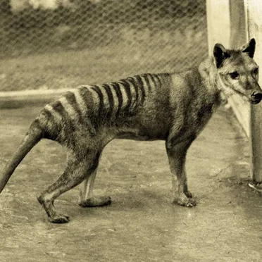 Mass Extinction