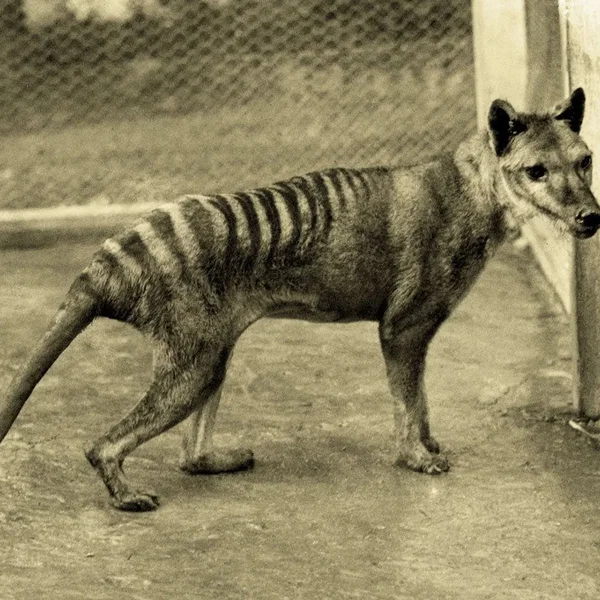 Mass Extinction