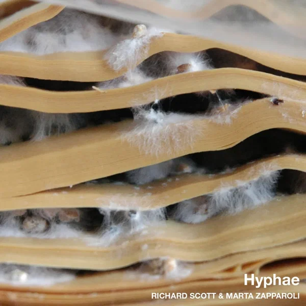 Hyphae