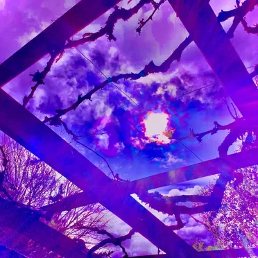 Moonflower