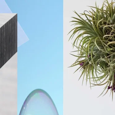 Air Plants A=B
