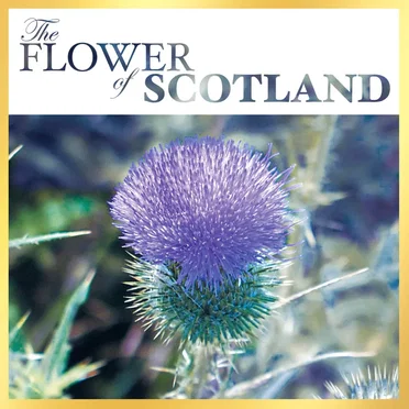 The Flower of Scotland by Various Artists - album cover