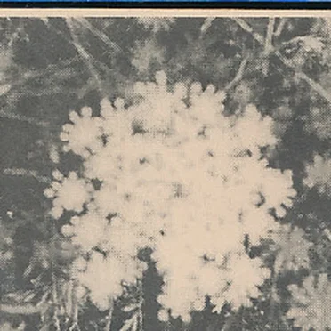 The Music of Her Sleep / Towards the Enfolding Flower