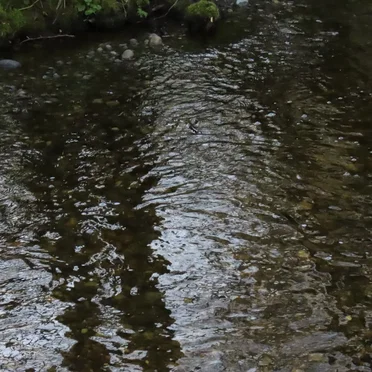 North Creek Trail (04-03-2025)