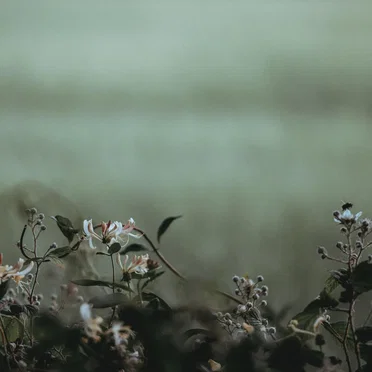 In Memory of… (4guru)