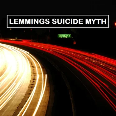 Lemmings Suicide Myth