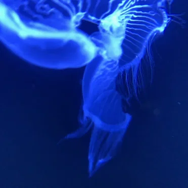 Water Glitch