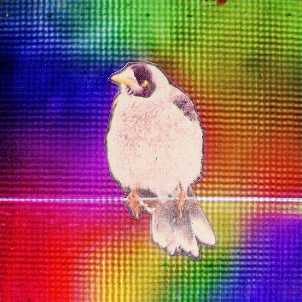 Digital Bird Matrix (re-edit)