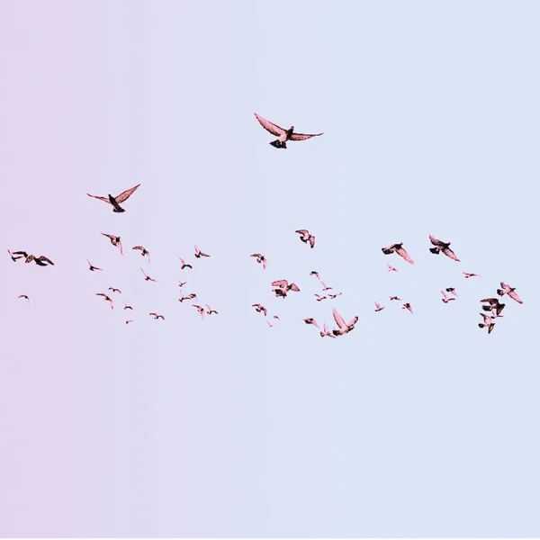 WhiteBird 2