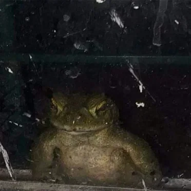 Toadal Evil Lurking in the Shadows