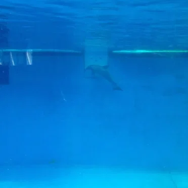 The Dolphin