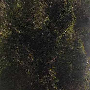 Rope Swing