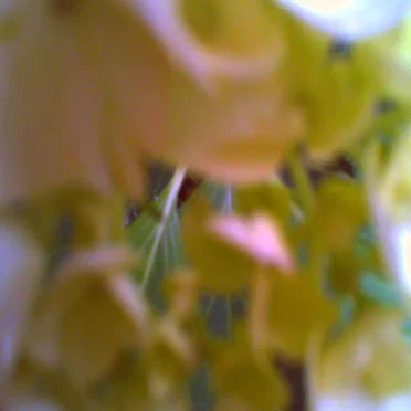 geißblatt