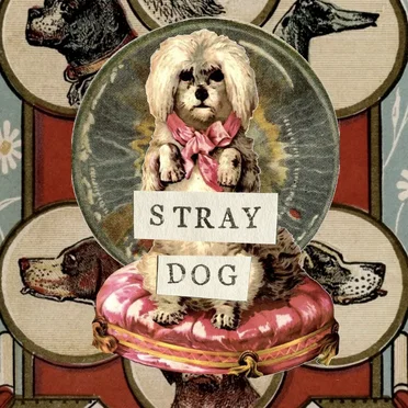 Stray Dog (session 388) by Subterranean Street Society - album cover