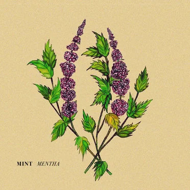 Mentha by Mint - album cover