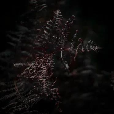 A Second Fern by Ishmael Cormack - album cover