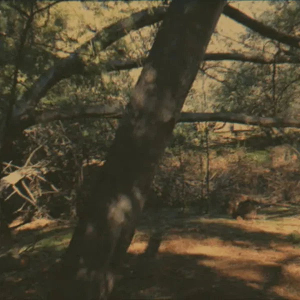 sequoia trail